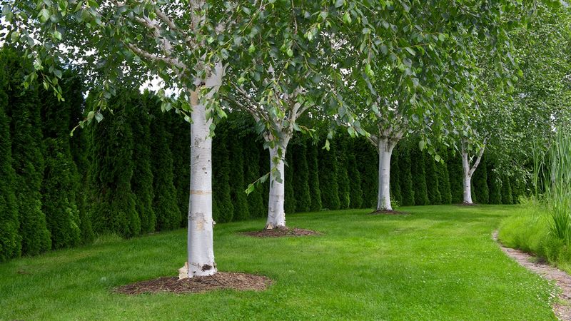 Himalayan Birch