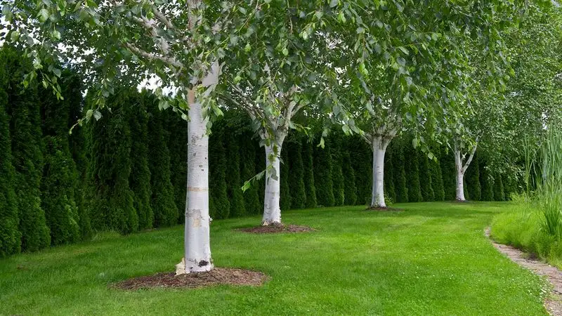 Himalayan Birch