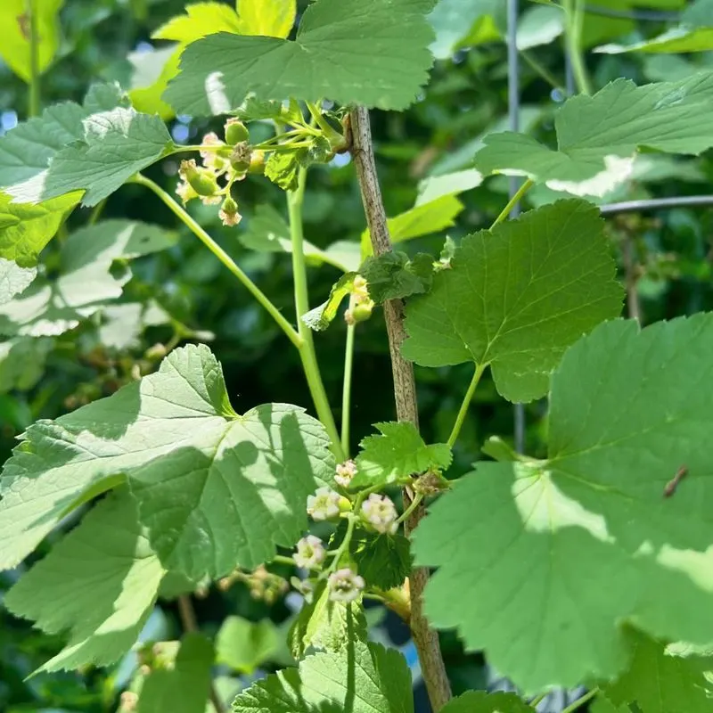 Jostaberries