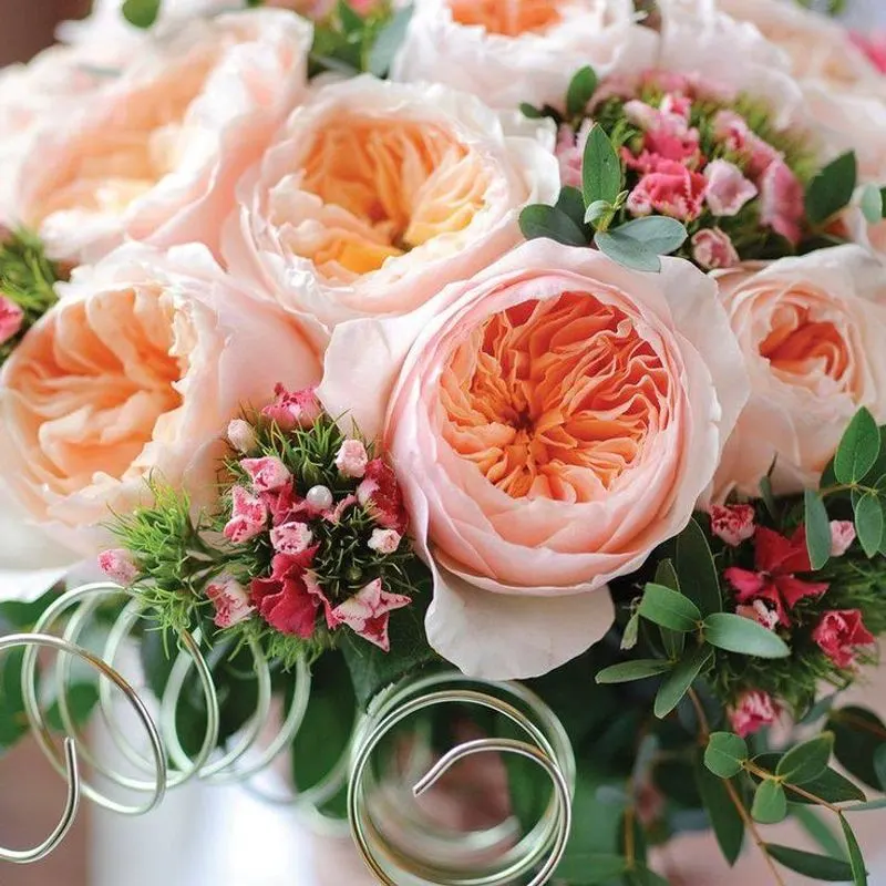 Juliet Rose