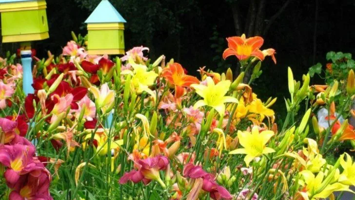 June’s Best-Kept Secret: 10 Flowers That Work Hard in Your Garden