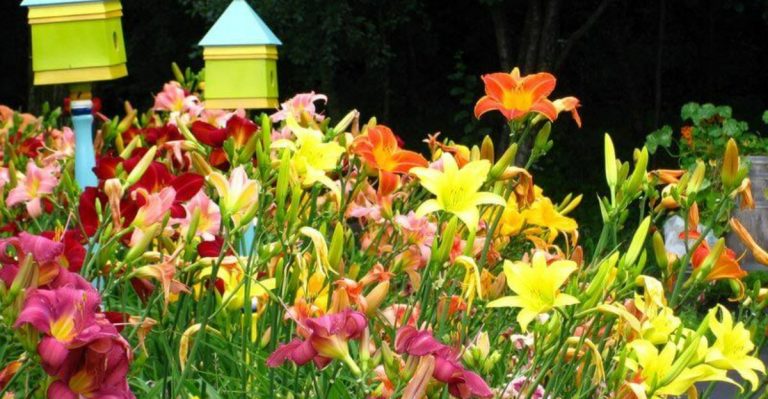 June’s Best-Kept Secret: 10 Flowers That Work Hard in Your Garden