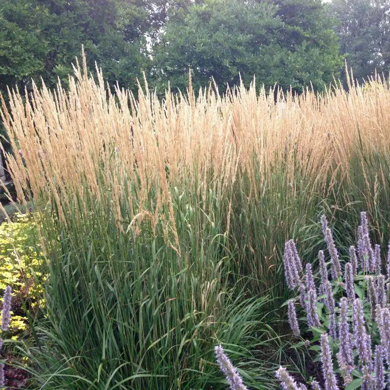 Feather Reed Grass