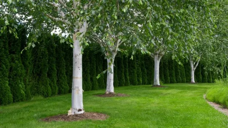 June’s Gentle Giants: 10 Tall, Airy Plants for Structure Without Shade