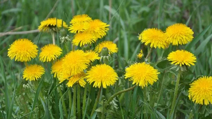 June’s Secret Weapon: 10 Dynamic Accumulators to Naturally Boost Soil Fertility