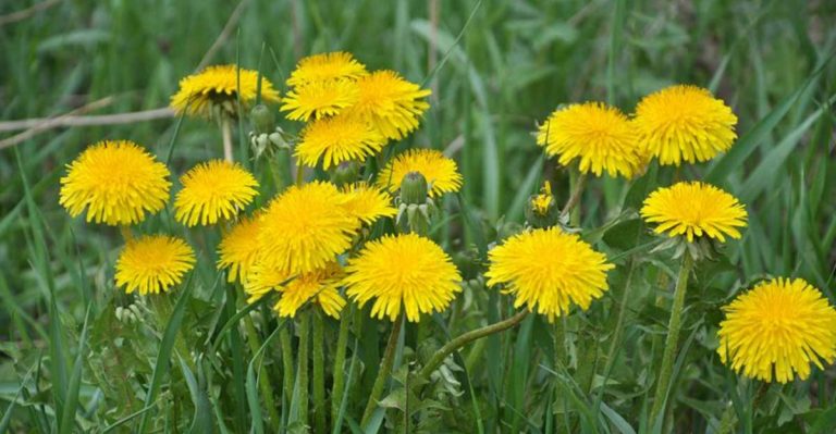 June’s Secret Weapon: 10 Dynamic Accumulators to Naturally Boost Soil Fertility