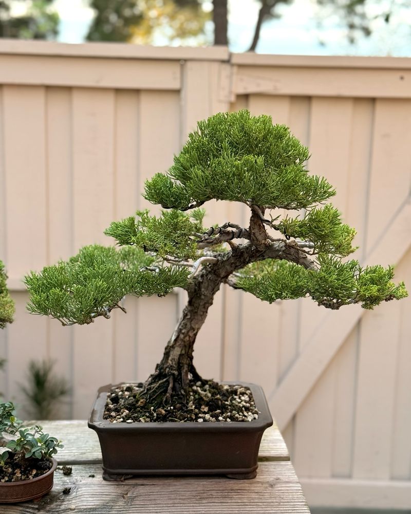 Juniper