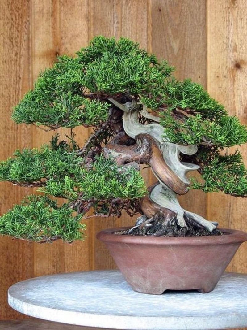 Juniper