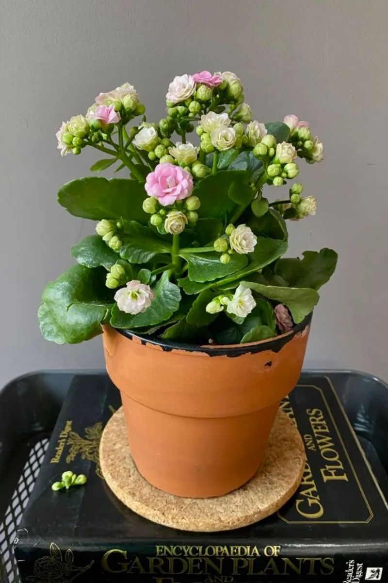 Kalanchoe