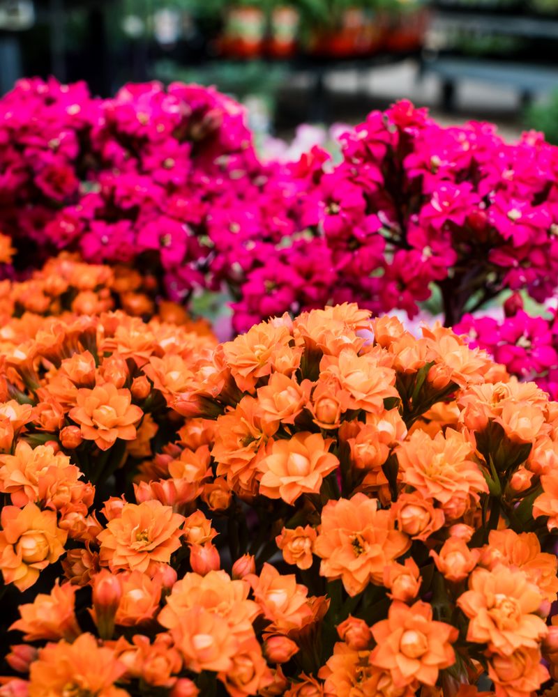 Kalanchoe
