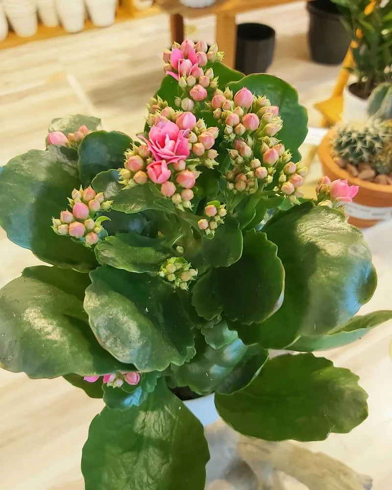 Kalanchoe
