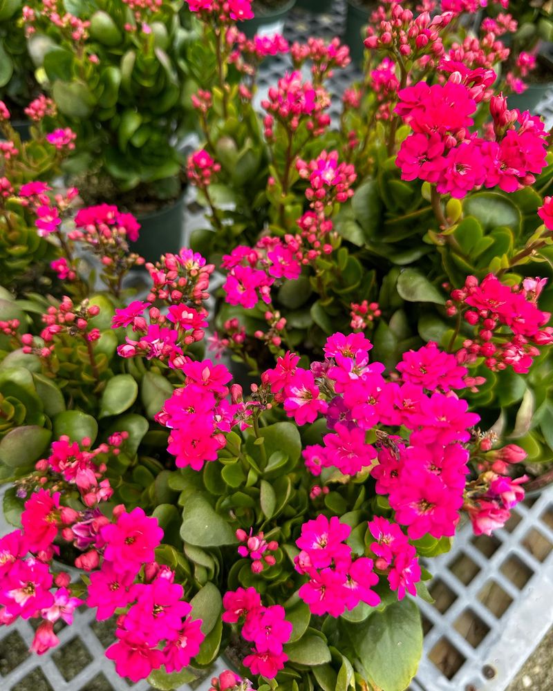 Kalanchoe