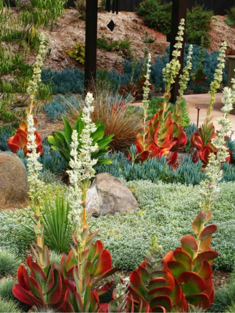 Kalanchoe Thyrsiflora (Paddle Plant)