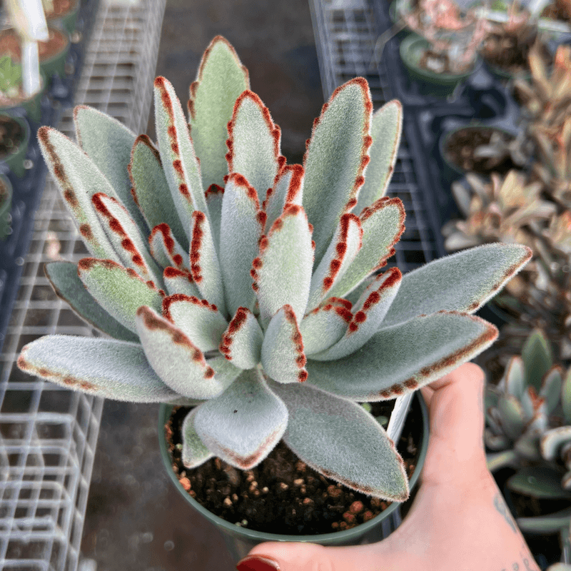 Kalanchoe Tomentosa