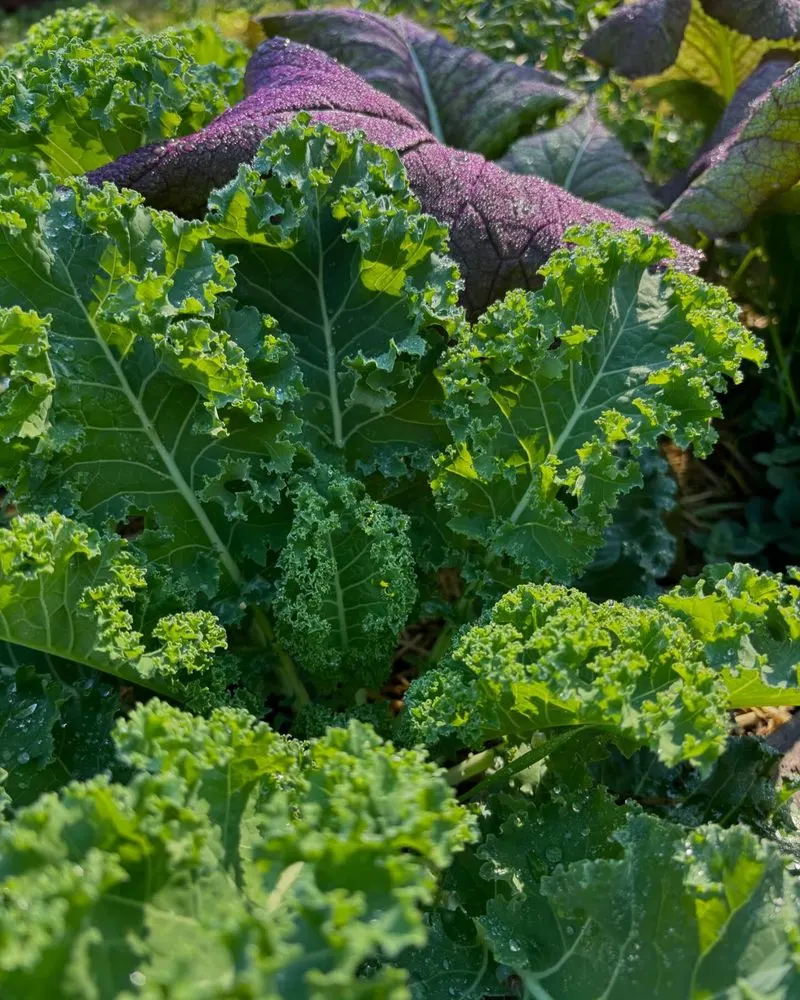 Kale