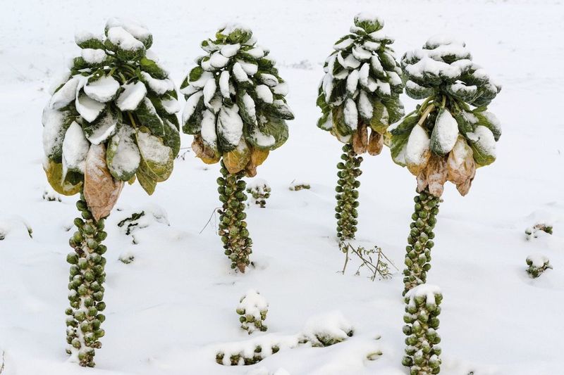Brussels Sprouts
