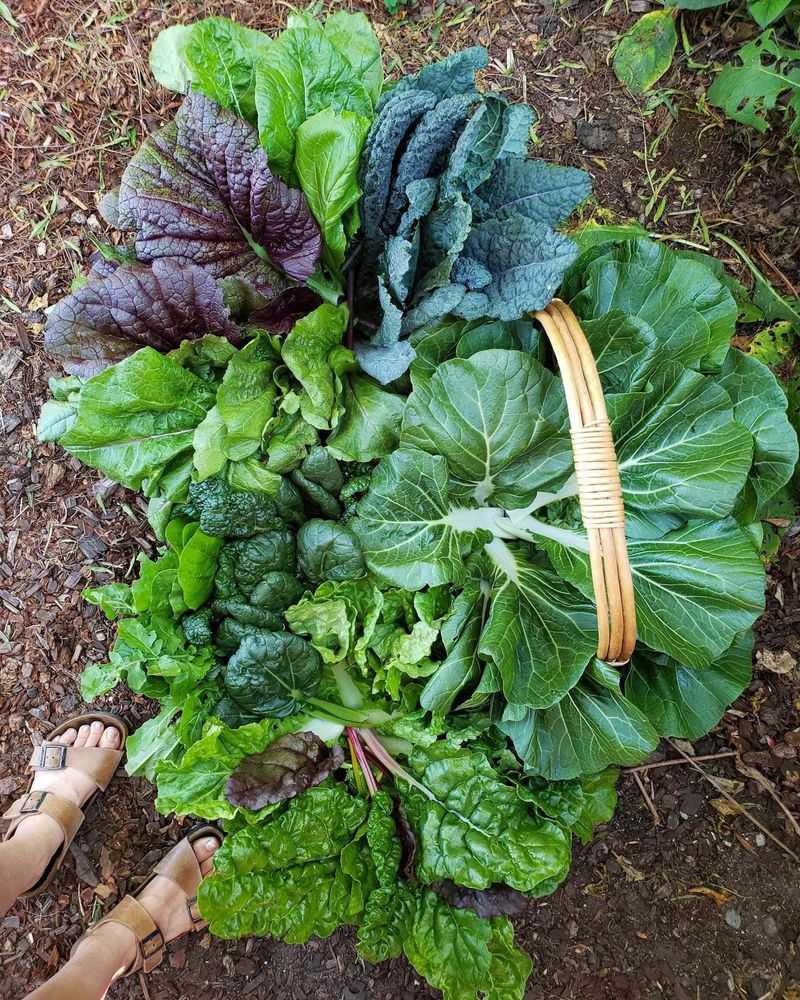 Kale