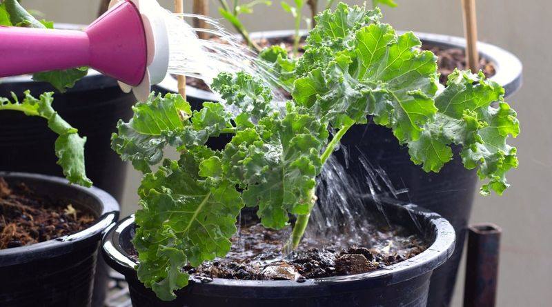 Kale