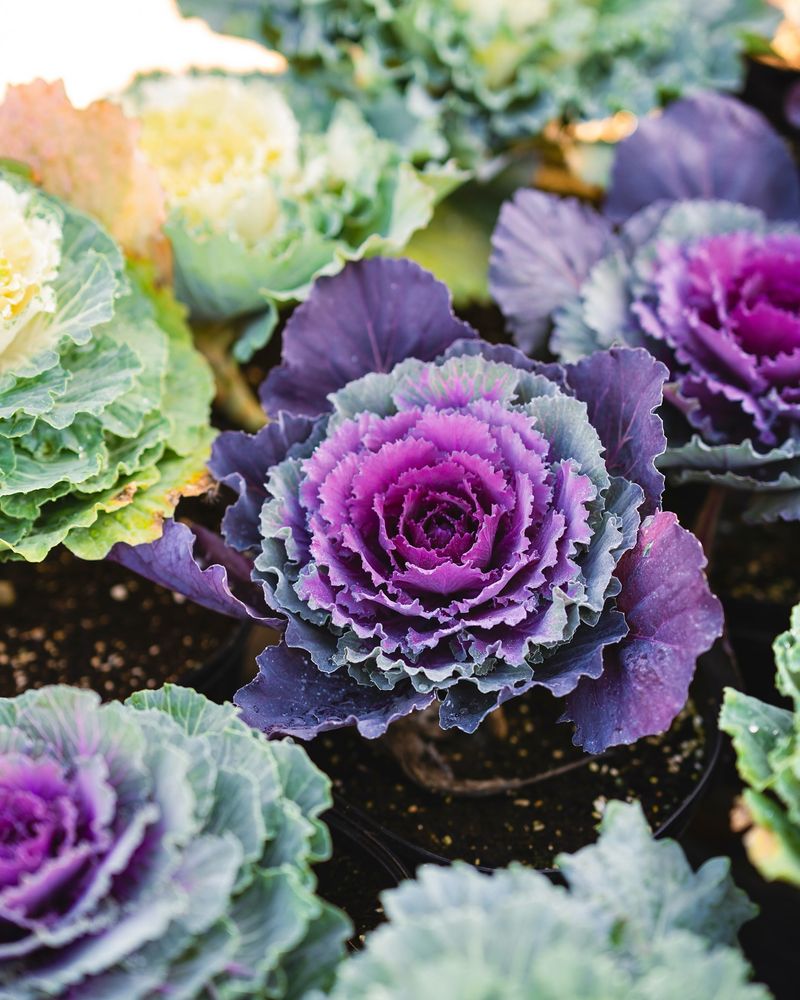 Kale