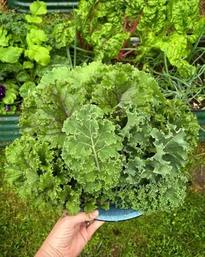 Kale