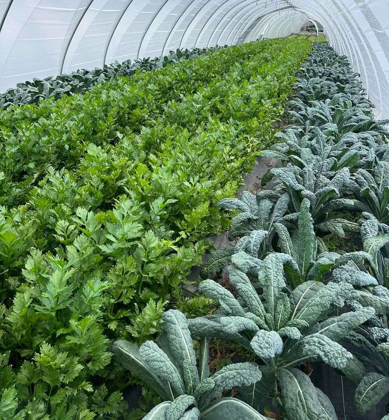 Kale