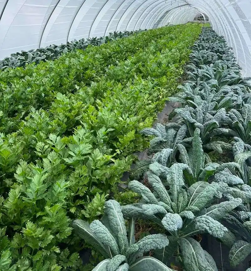 Kale