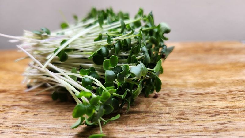 Kale Microgreens
