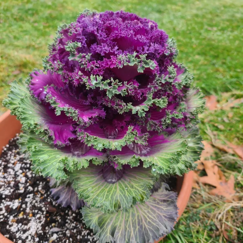 Kale