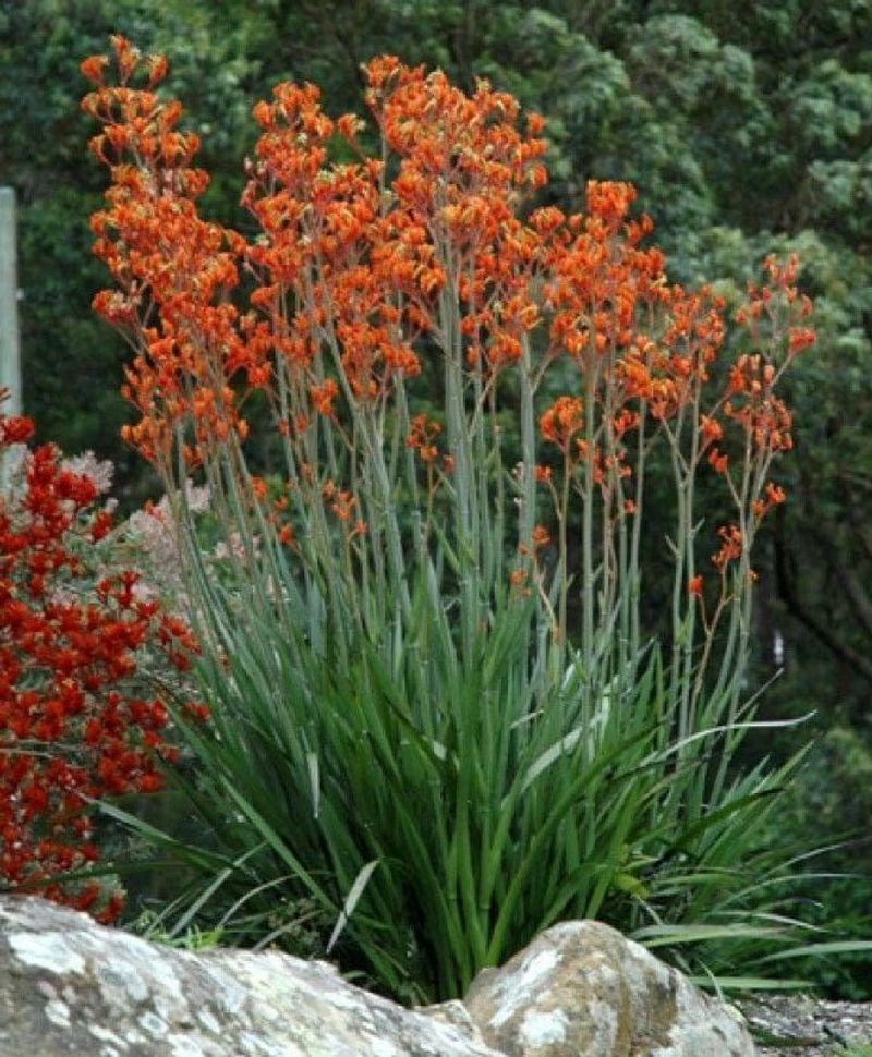 Kangaroo Paw