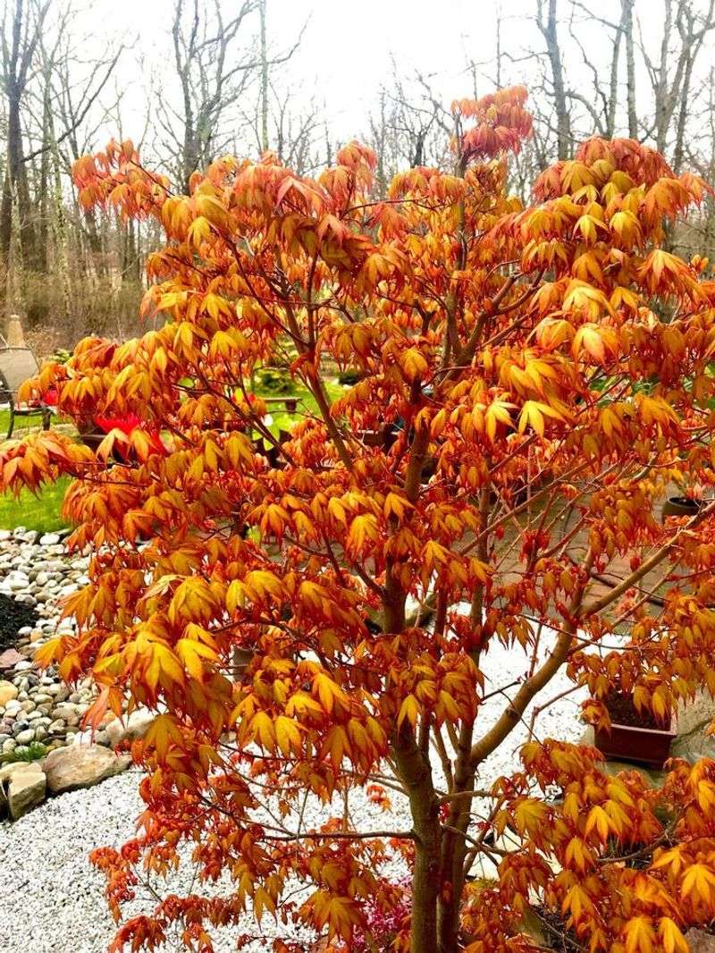 Katsura Tree