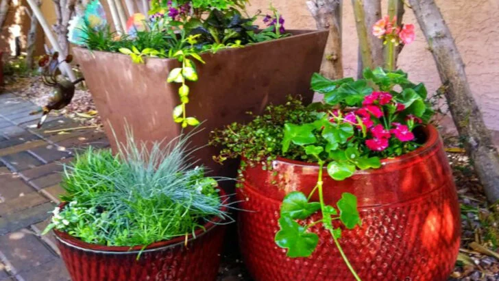 Keep Pots Thriving in Scorching Sun Without Watering Three Times a Day