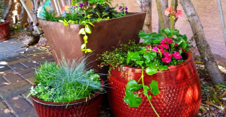 Keep Pots Thriving in Scorching Sun Without Watering Three Times a Day