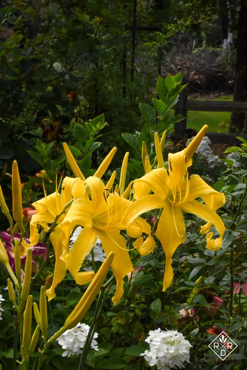 Daylily