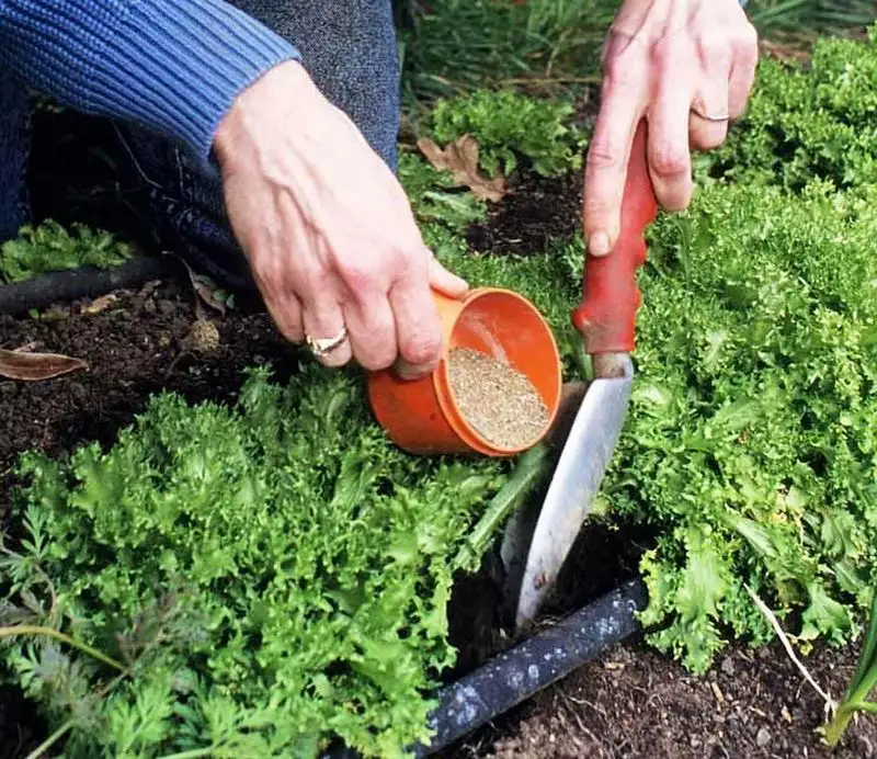 Kelp Meal