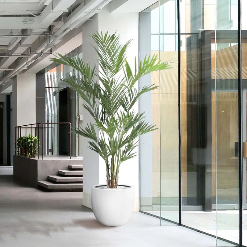 Kentia Palm