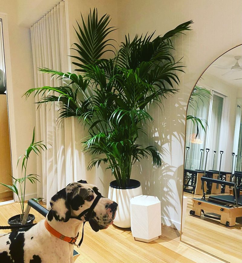 Kentia Palm