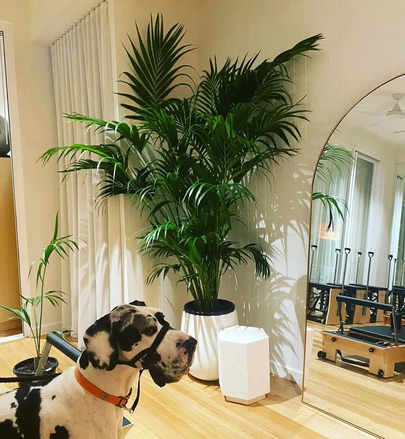 Kentia Palm