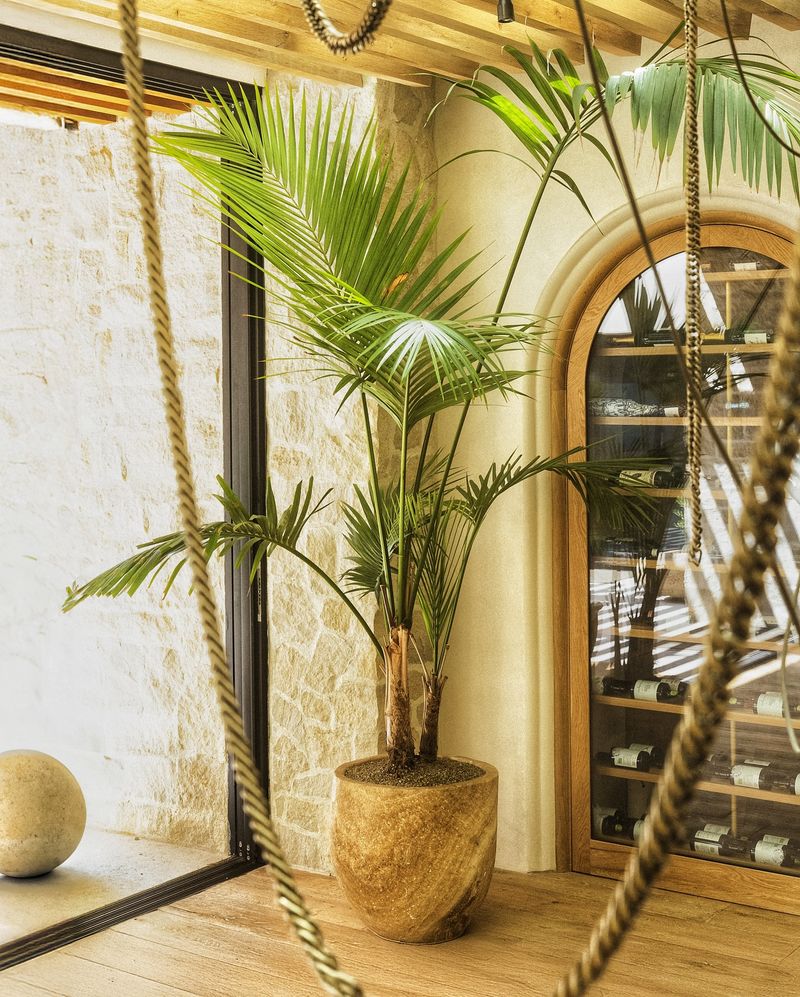Kentia Palm