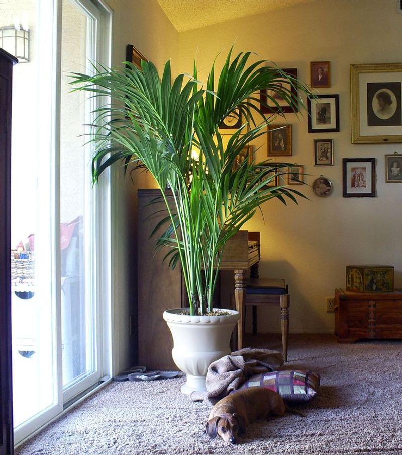 Kentia Palm