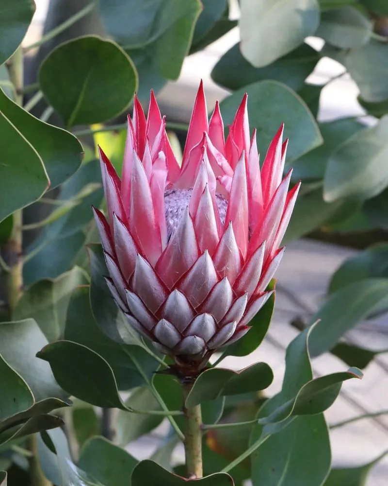 King Protea