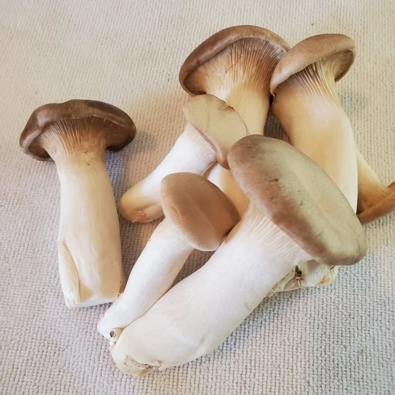 King Trumpet Mushroom