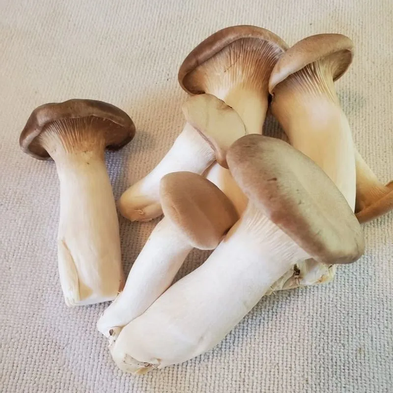 King Trumpet Mushroom