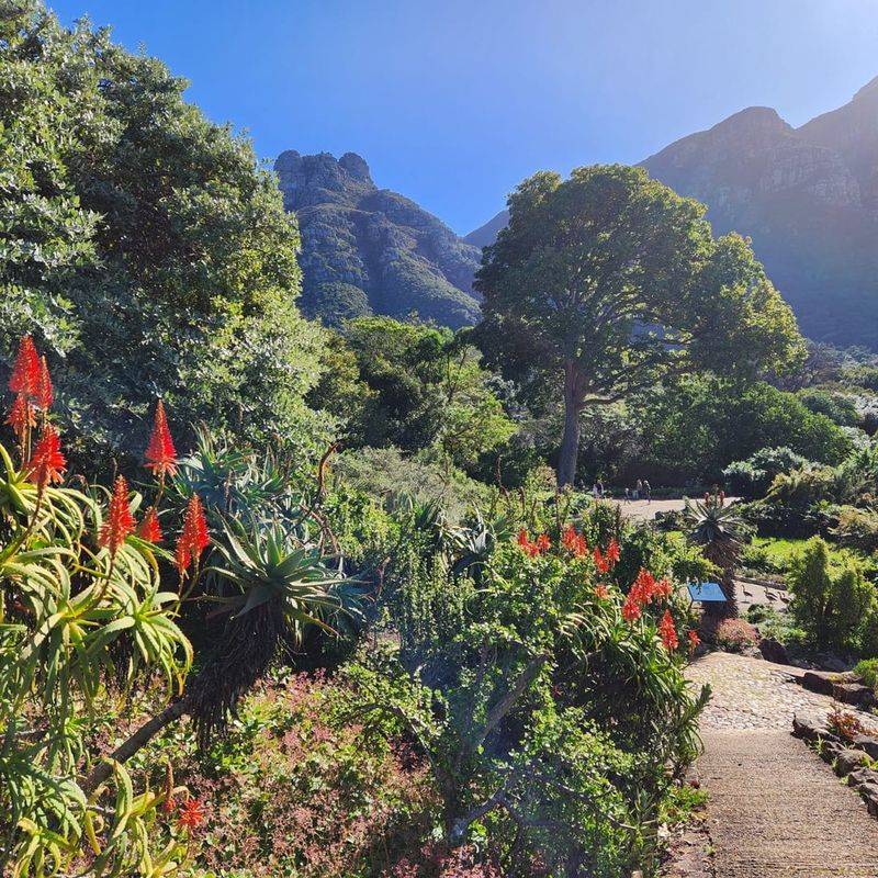 Kirstenbosch National Botanical Garden