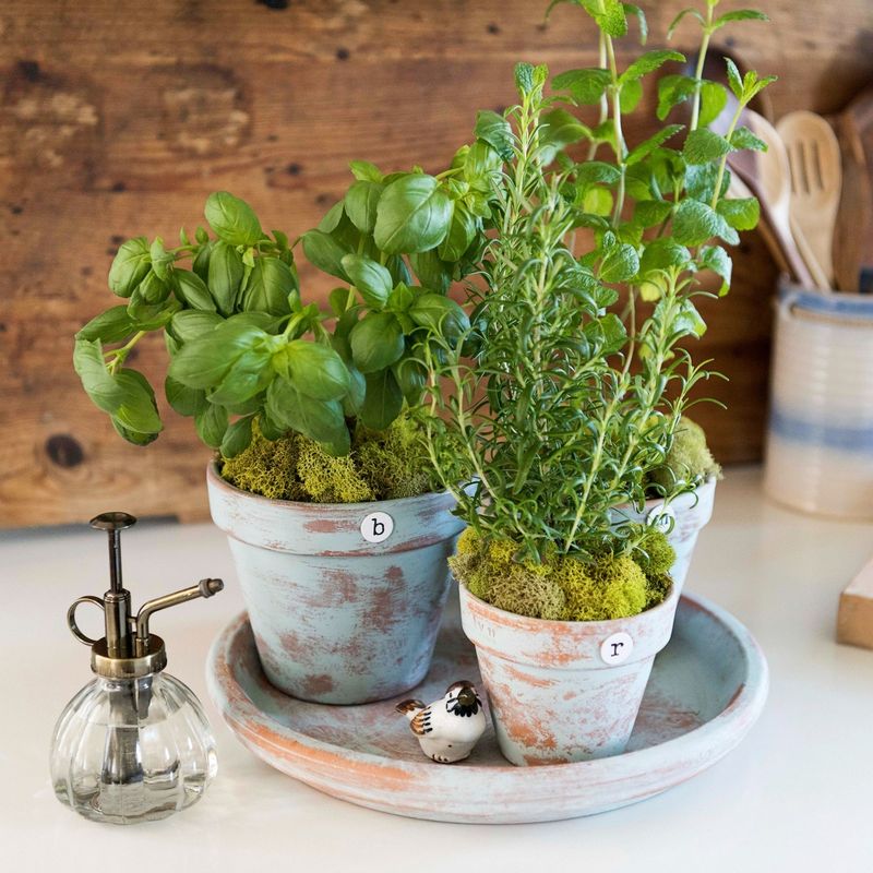 Kitchen Counter Herb Garden