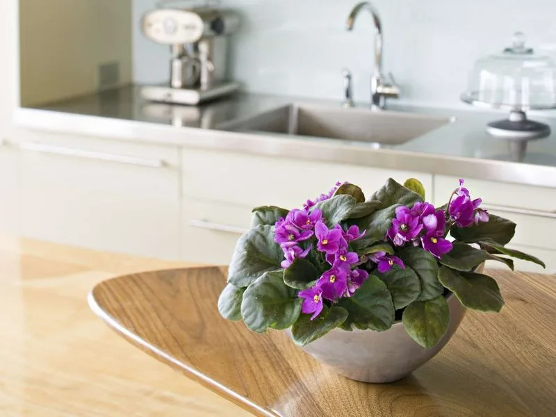 Kitchen Countertop