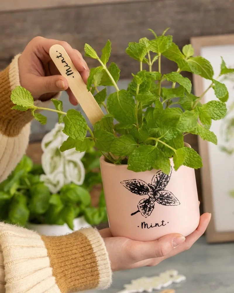 Kitchen Herb Garden