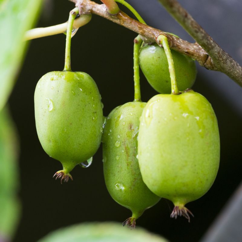 Kiwi Vine