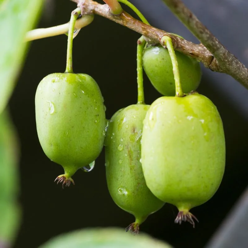 Kiwi Vine