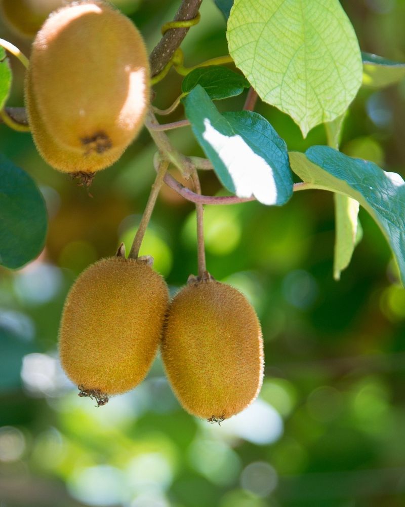 Kiwi Vines