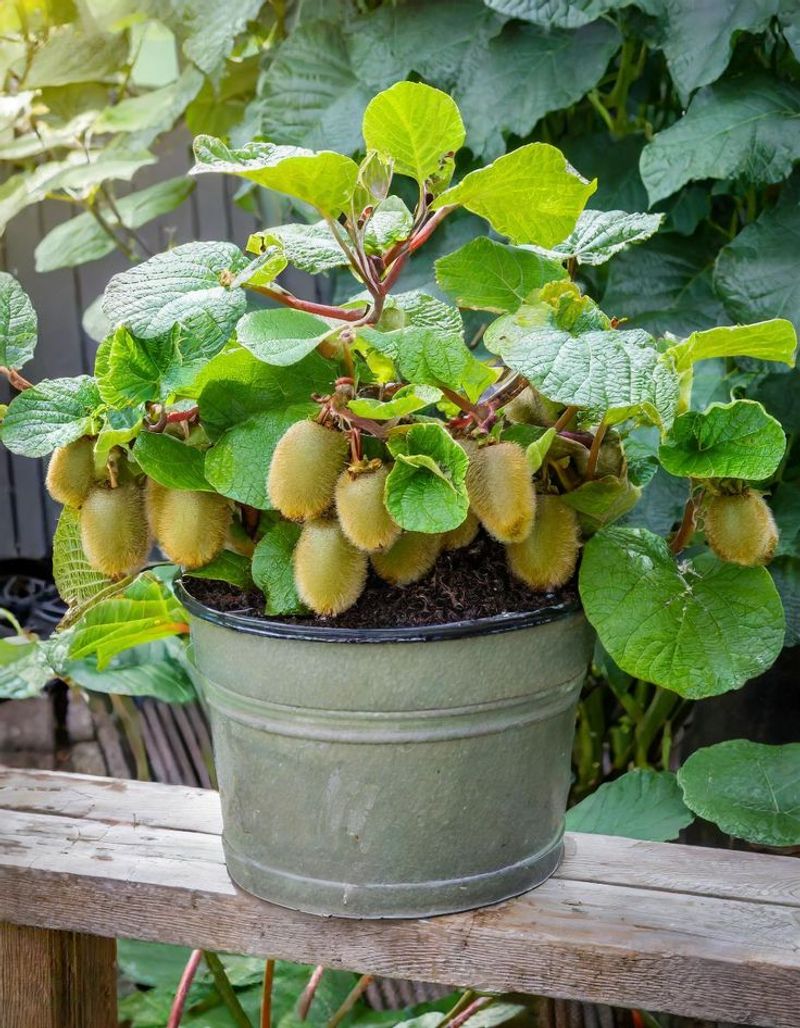 Kiwifruit